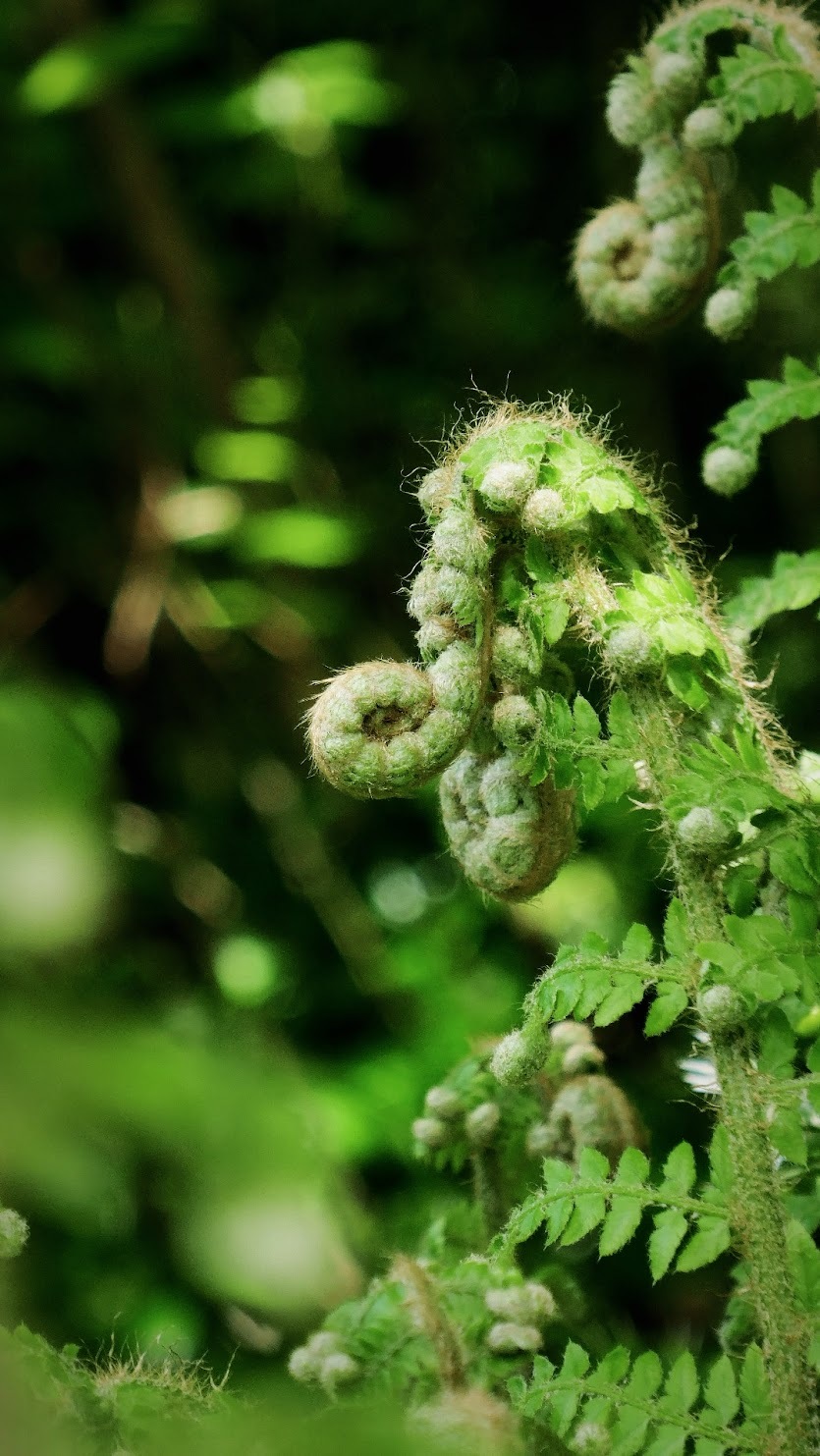 Fern unfurling