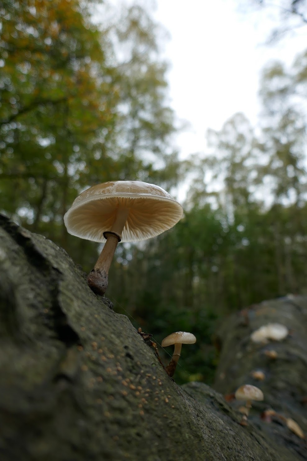 Mushroom log