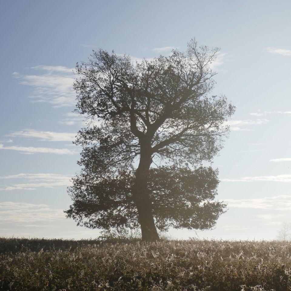 Oak tree silver