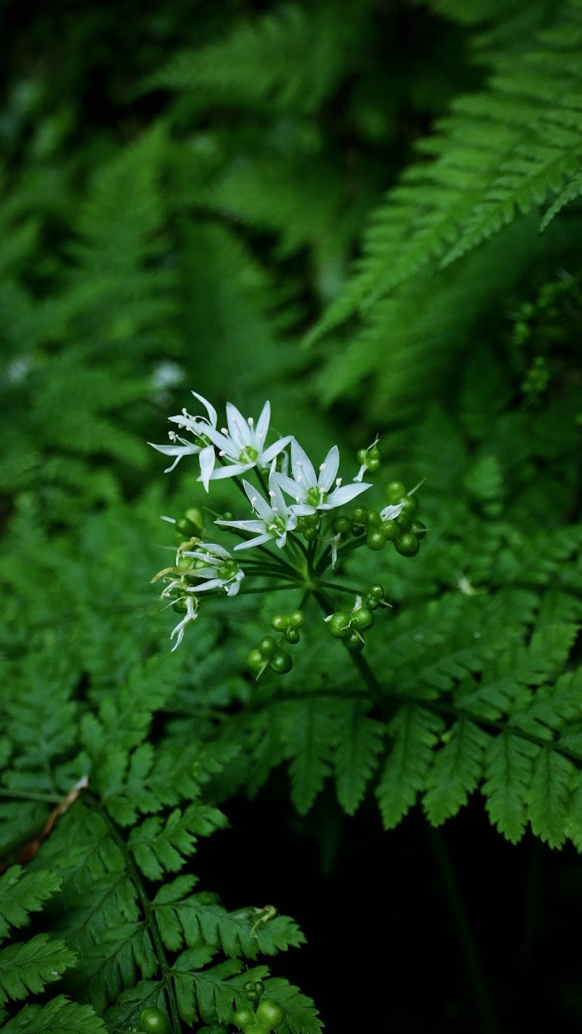 Wild garlic