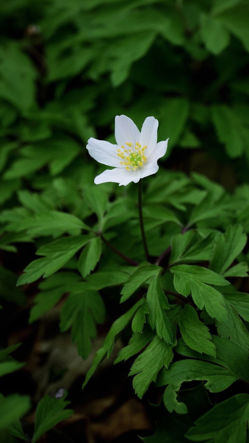 Wood anemone